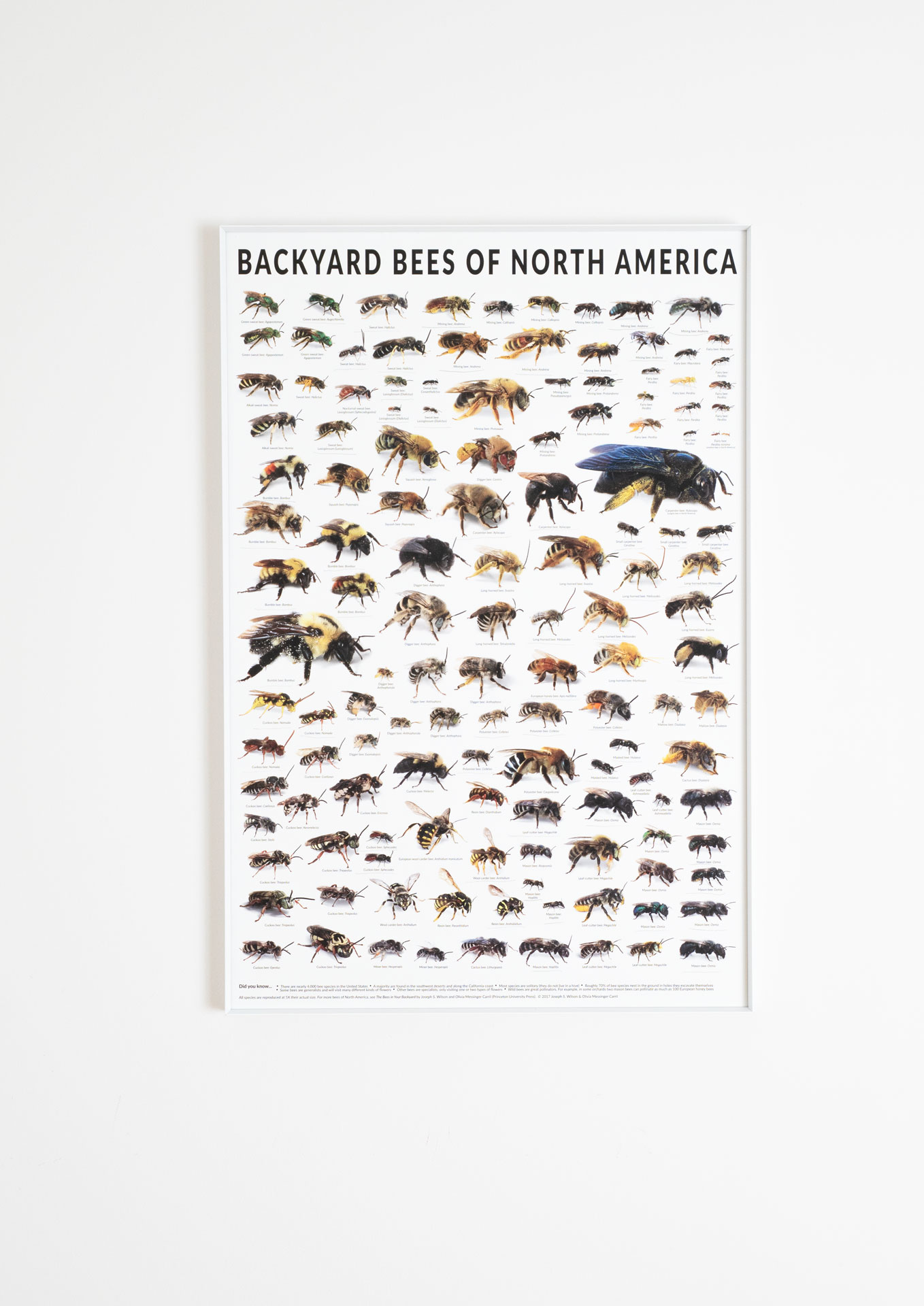 kiki-smith-bees-poster-artflyer